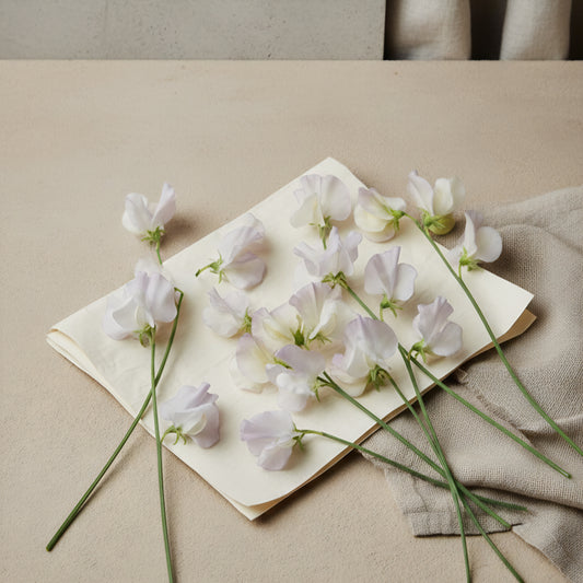 Luktärt 'Spencer Old Times'