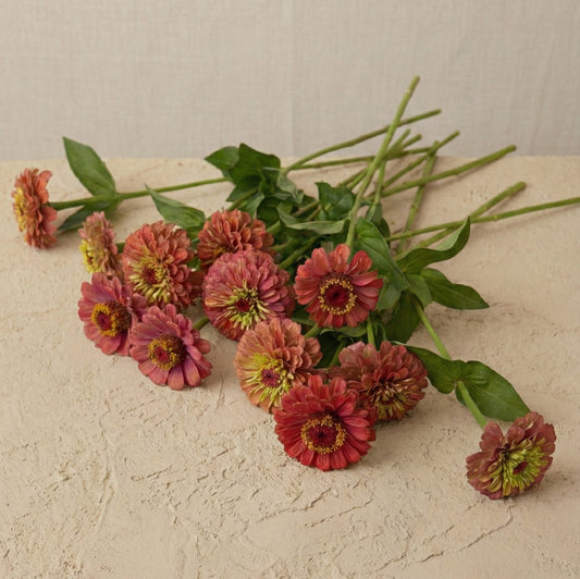 Zinnia 'Queen Lime Red' – Pluggplanta 3 st