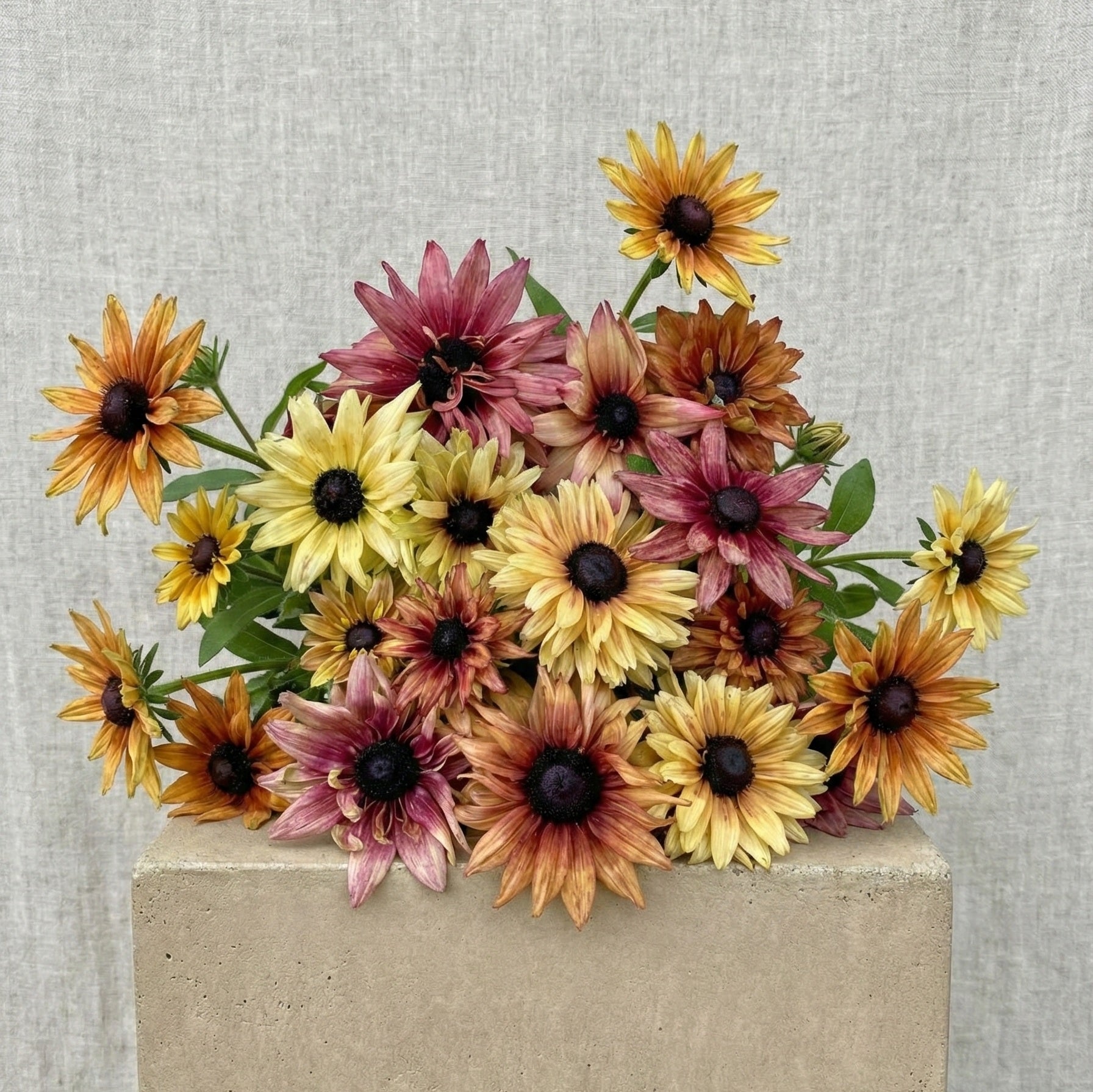 Sommarrudbeckia 'Sahara' pluggplanta – mix i terrakotta, brons och guld, färdig att plantera ut | Snittblomsfolk
