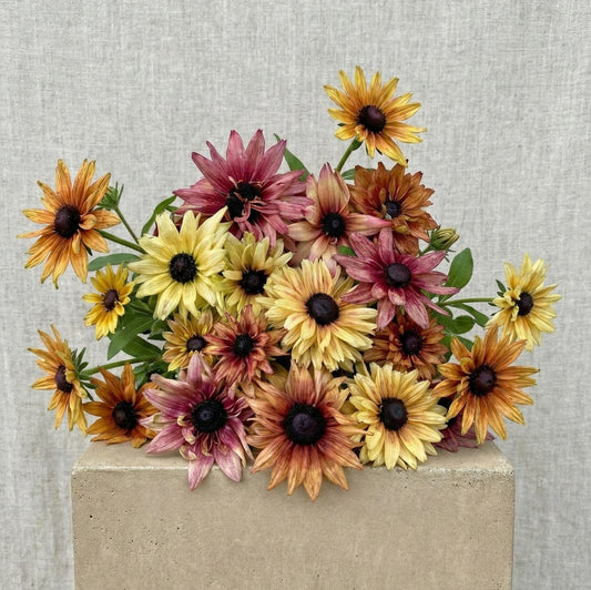 Sommarrudbeckia 'Sahara' pluggplanta – mix i terrakotta, brons och guld, färdig att plantera ut | Snittblomsfolk