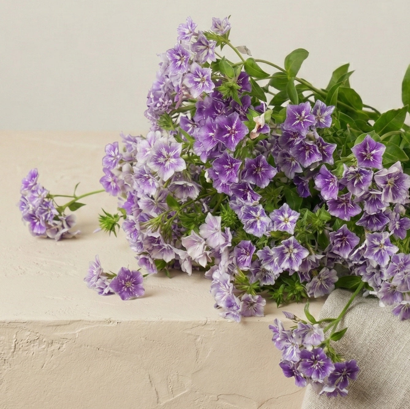 Sommarflox 'Sugar Stars' pluggplanta – färdig att plantera ut för snittodling | Snittblomsfolk