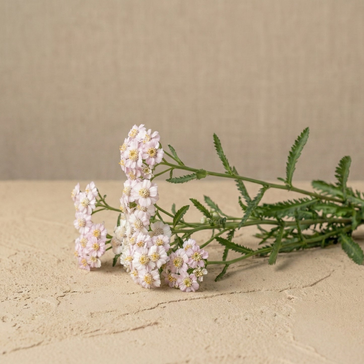 Alpin röllika 'Love Parade' pluggplanta – ljust mjukt rosa, konsekvent nyans, färdig att plantera ut | Snittblomsfolk