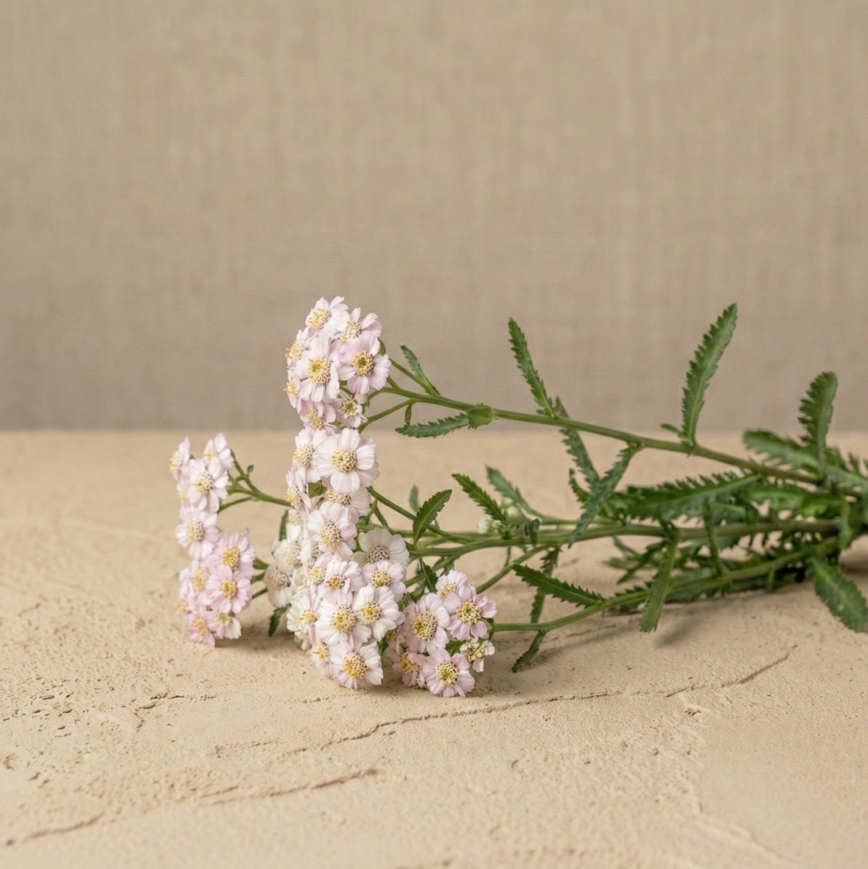 Alpin röllika 'Love Parade' pluggplanta – ljust mjukt rosa, konsekvent nyans, färdig att plantera ut | Snittblomsfolk