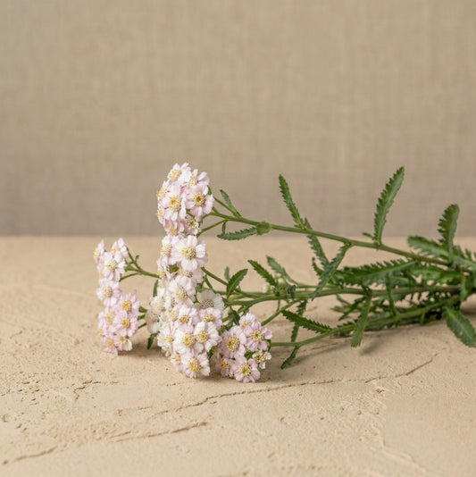Alpin röllika 'Love Parade' pluggplanta – ljust mjukt rosa, konsekvent nyans, färdig att plantera ut | Snittblomsfolk