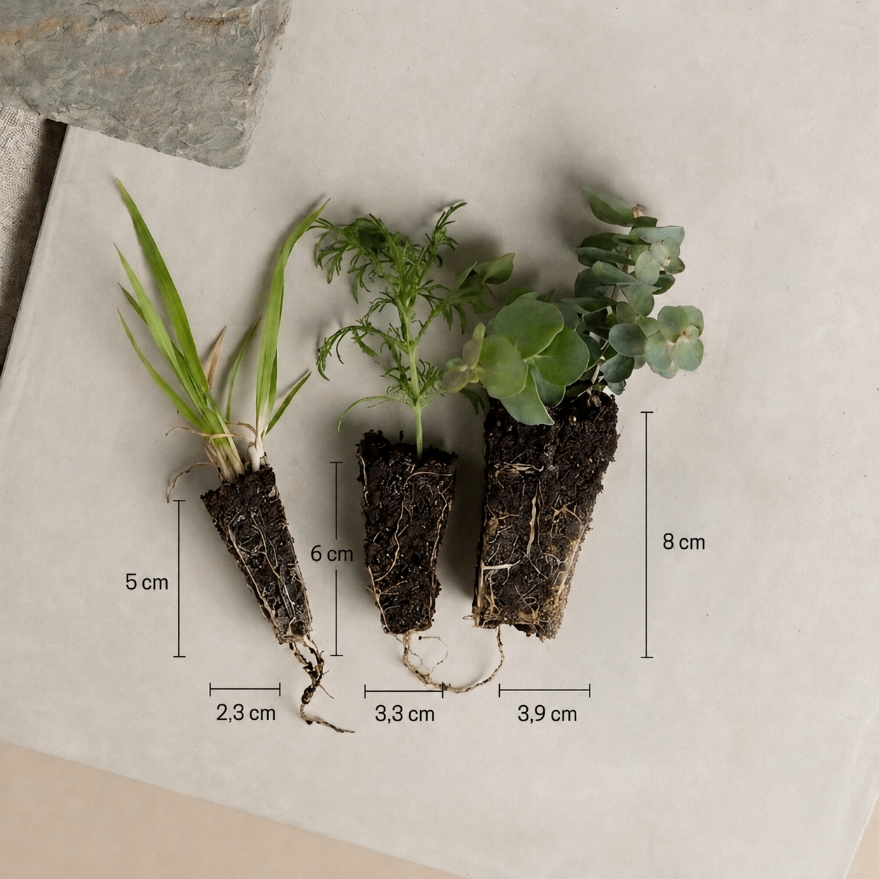 Aster 'Tower Chamois' – Pluggplanta 3 st
