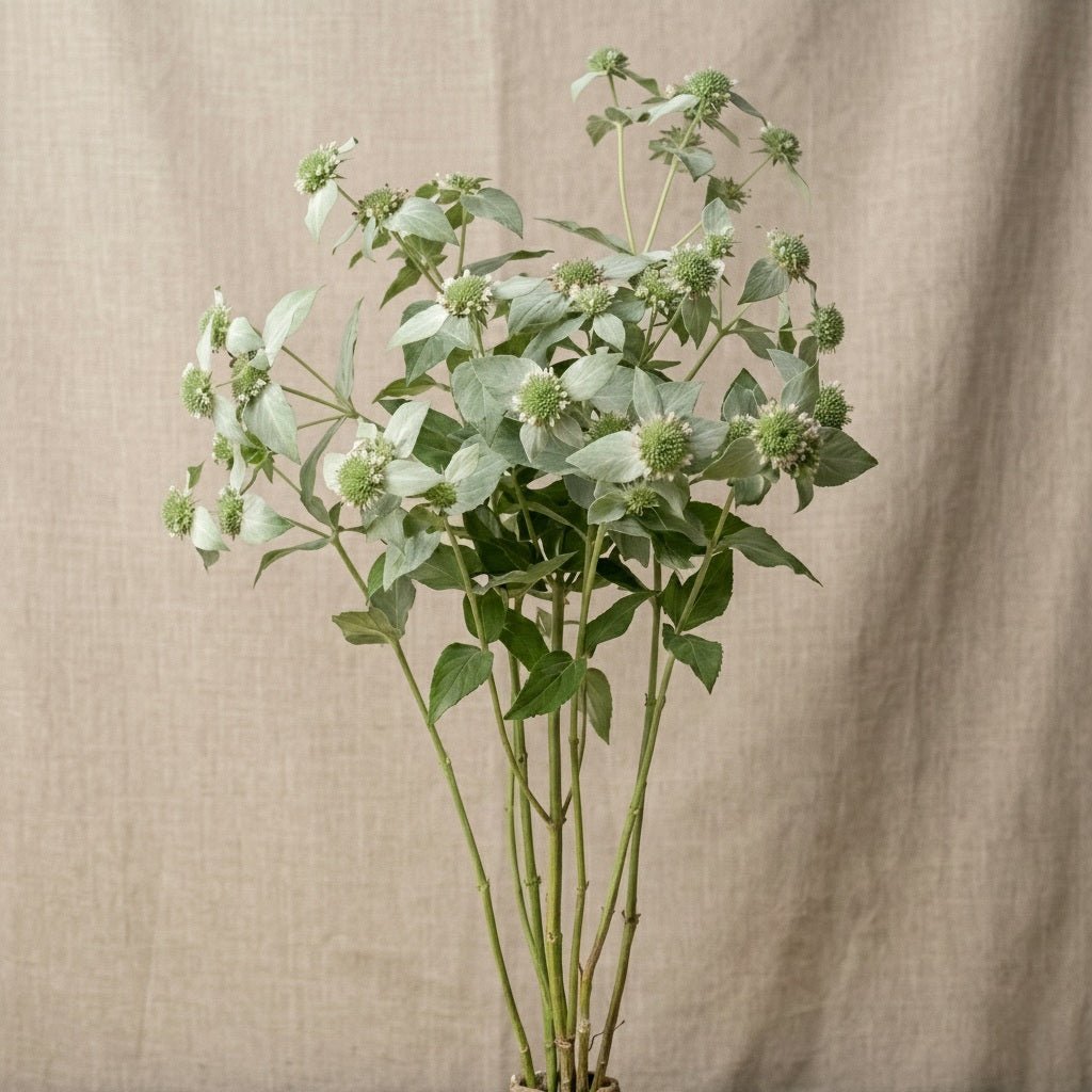 Bergsmynta 'Präriemynta' – Fröer för snittblomsodling