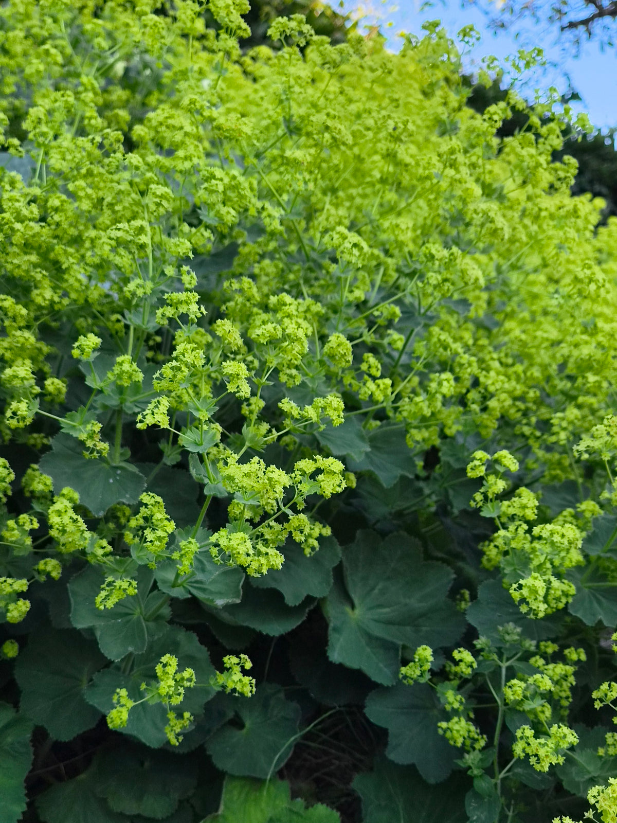 Jättedaggkåpa – Pluggplanta 1 st