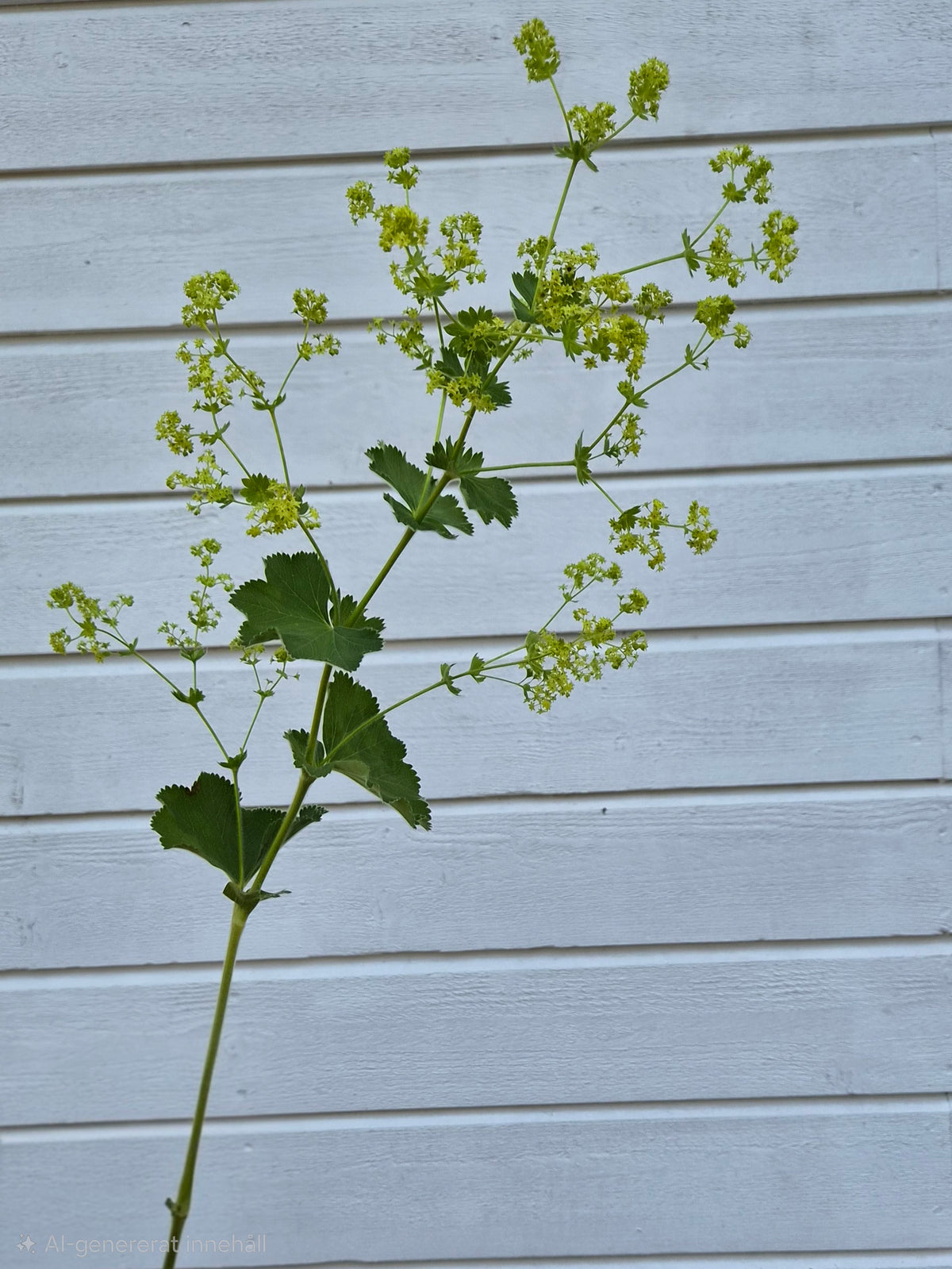 Jättedaggkåpa – Pluggplanta 1 st