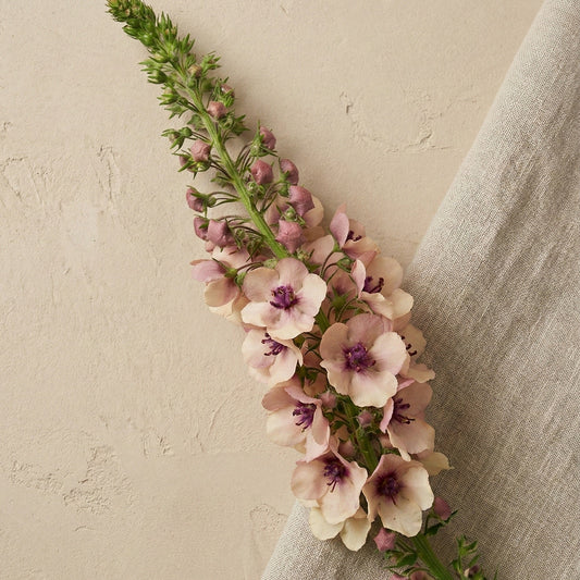 Kungsljus 'Southern Charm' pluggplanta – varma pastellfärger – persika, aprikos, rosa, färdig att plantera | Snittblomsfolk