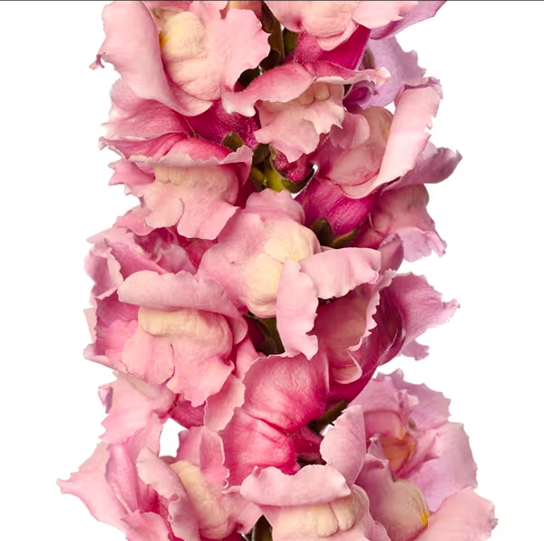 Lejongap 'Cannes Lavender II-III' F1