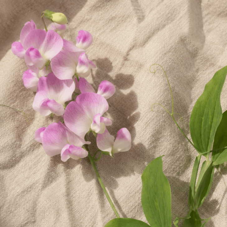 Rosenvial 'Pink Pearl' – Fröer för snittblomsodling