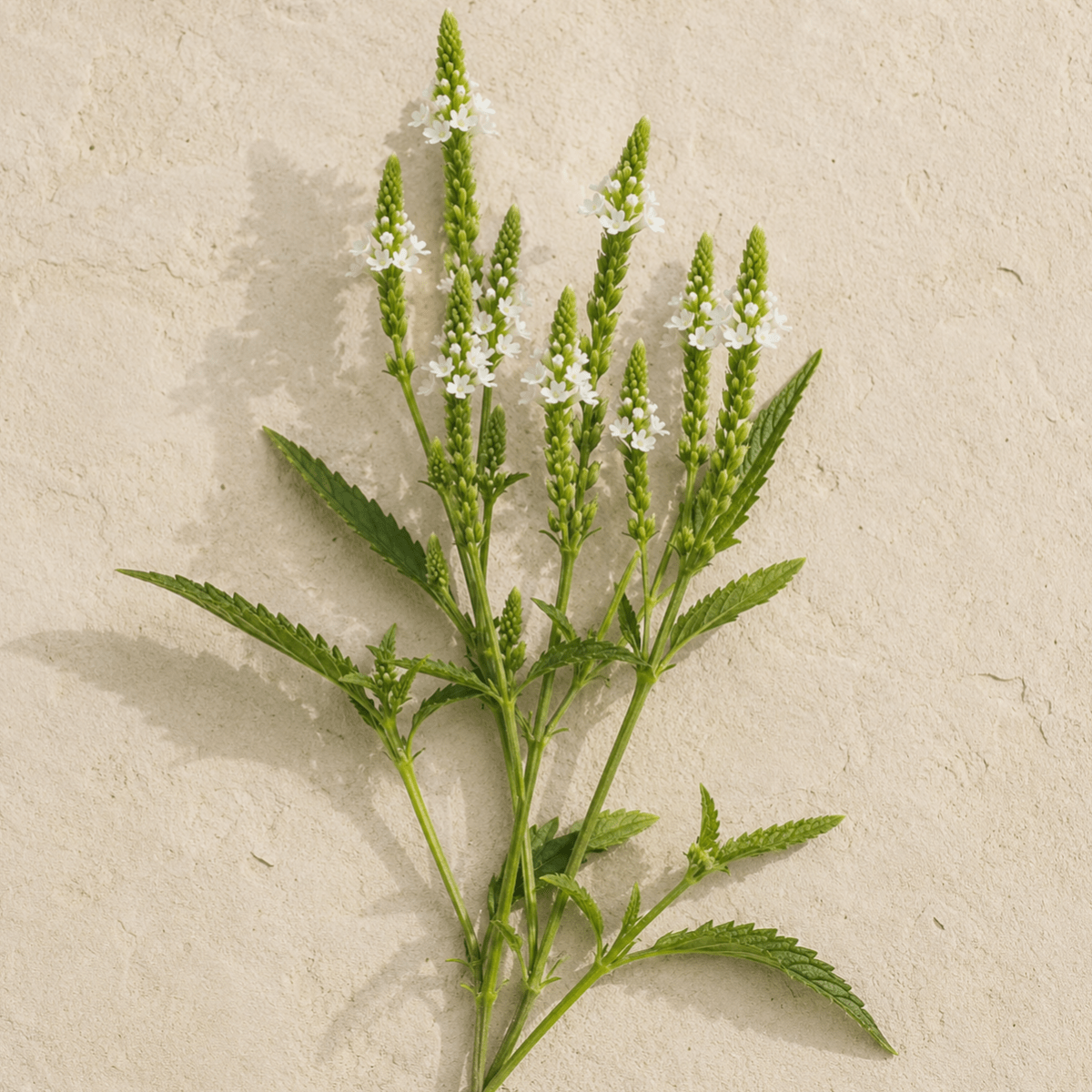 Blåverbena 'White Spires' – Fröer för snittblomsodling