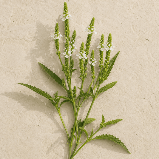 Blåverbena 'White Spires' – Fröer för snittblomsodling