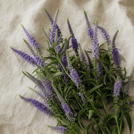 Strandveronika 'Blue Shades' – Fröer för snittblomsodling