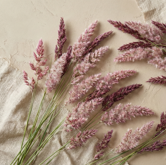 Rubingräs 'Karoo Queen'