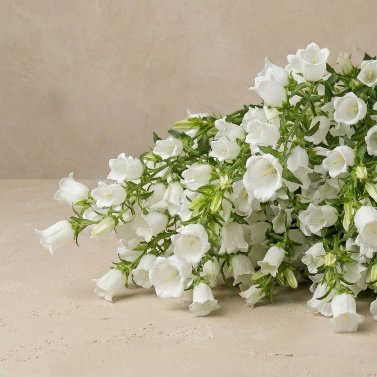 Mariaklocka 'White Single' – Fröer för snittblomsodling