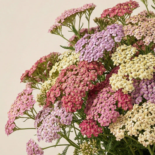 Röllika 'Colorado Mixture'