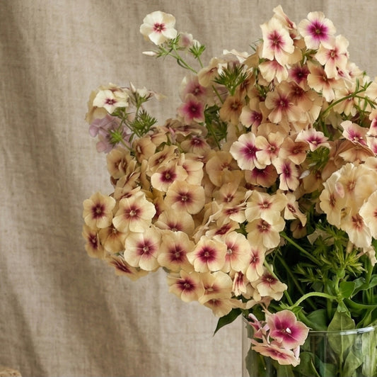 Sommarflox 'Cherry Caramel'