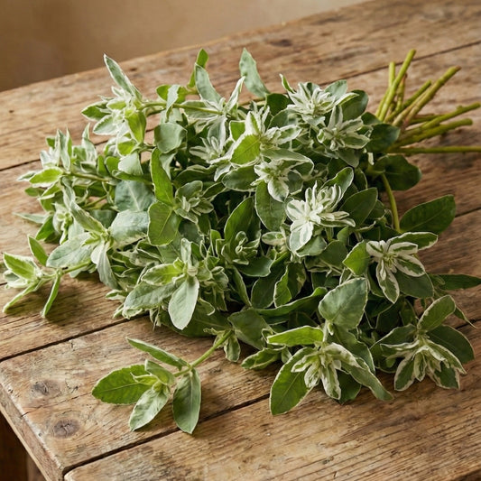 Broktörel 'Mountain Snow'