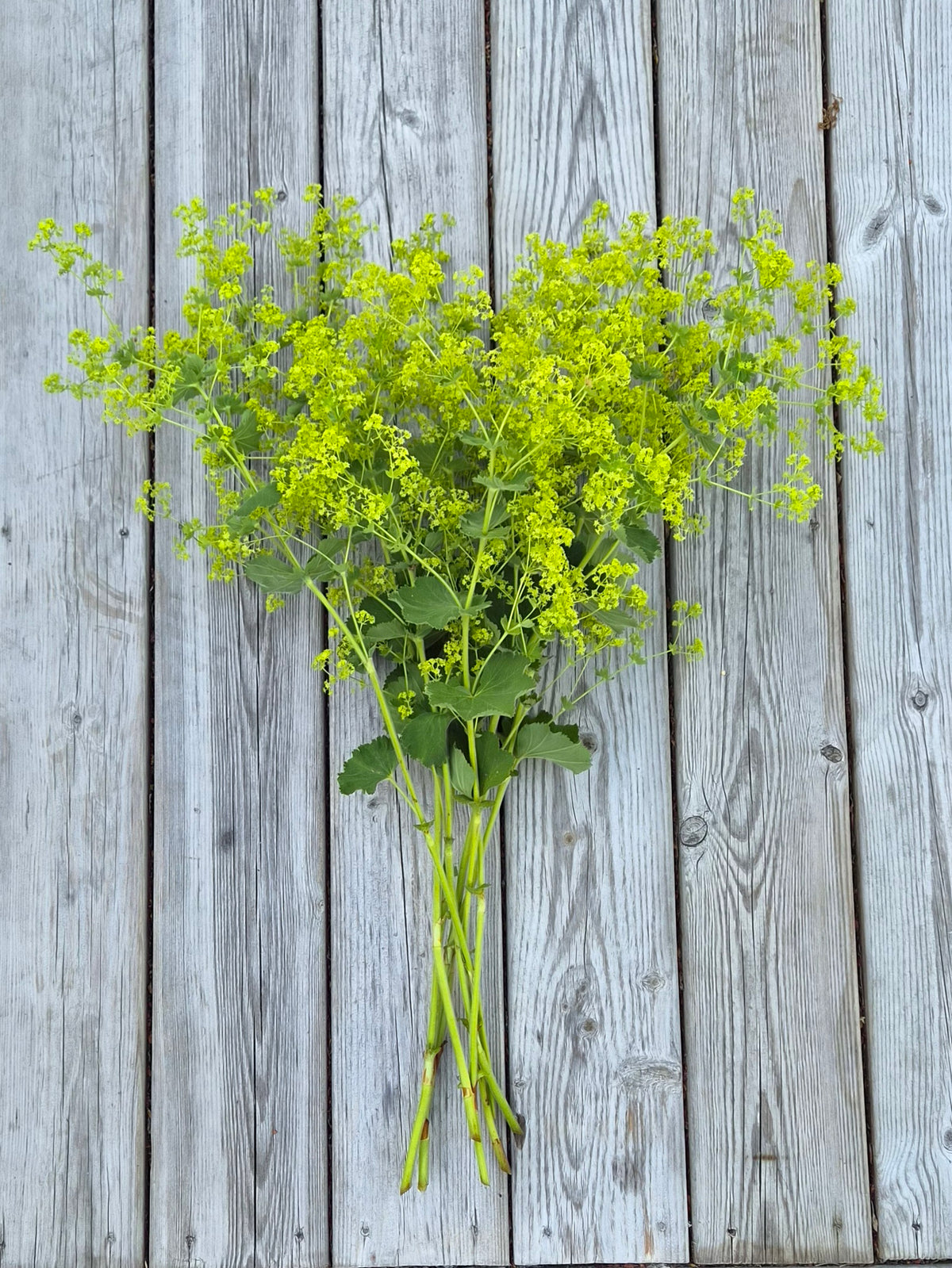 Jättedaggkåpa – Pluggplanta 1 st