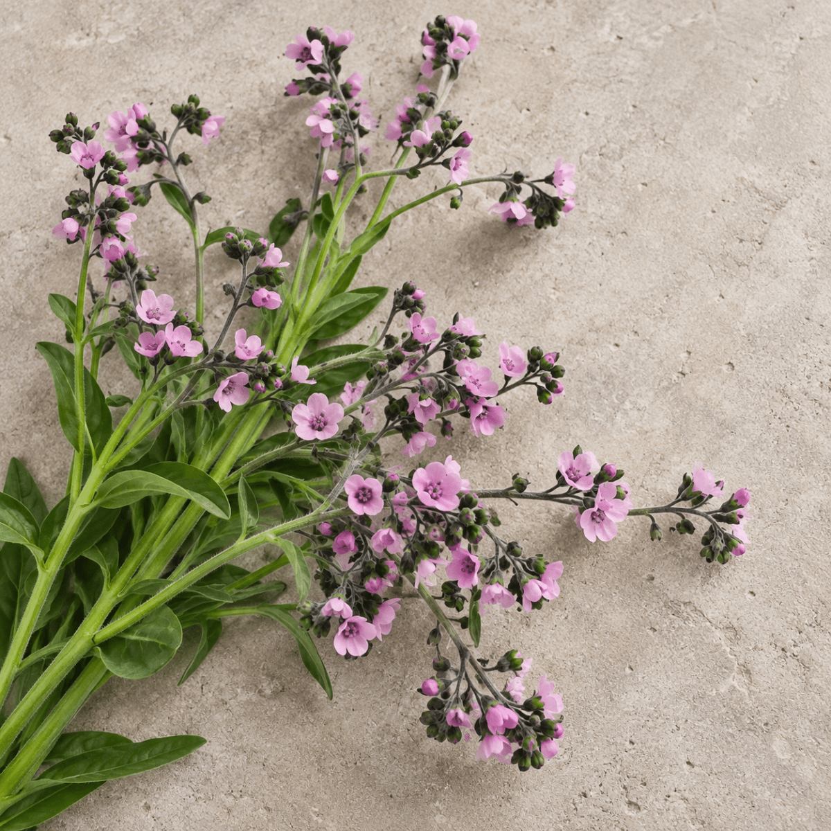 Kinesisk förgätmigej – Fröer för snittblomsodling