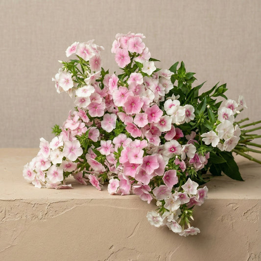 Sommarflox 'Blushing Bride'