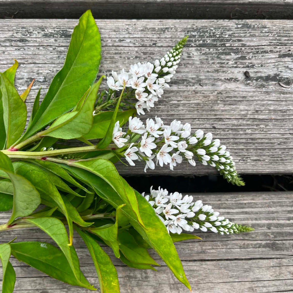 Vitlysing – Fröer för snittblomsodling