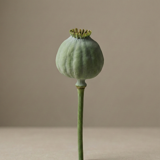 Vallmo 'Bowling Ball'