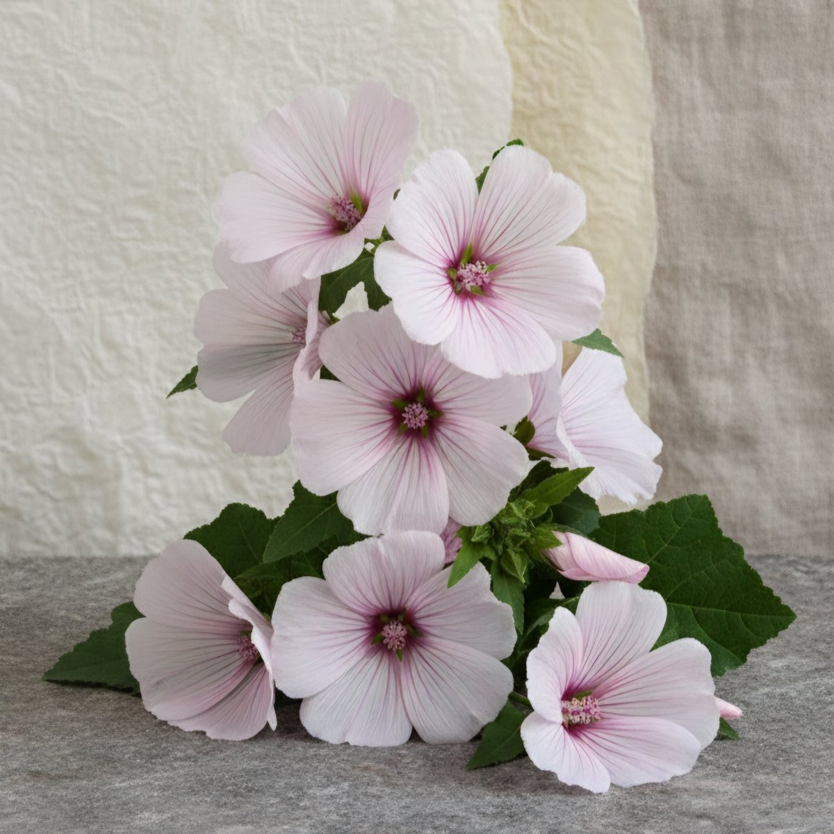 Sommarmalva 'Pink Regis' – Fröer för snittblomsodling