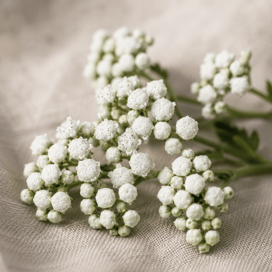 Vildkinin – Fröer för snittblomsodling