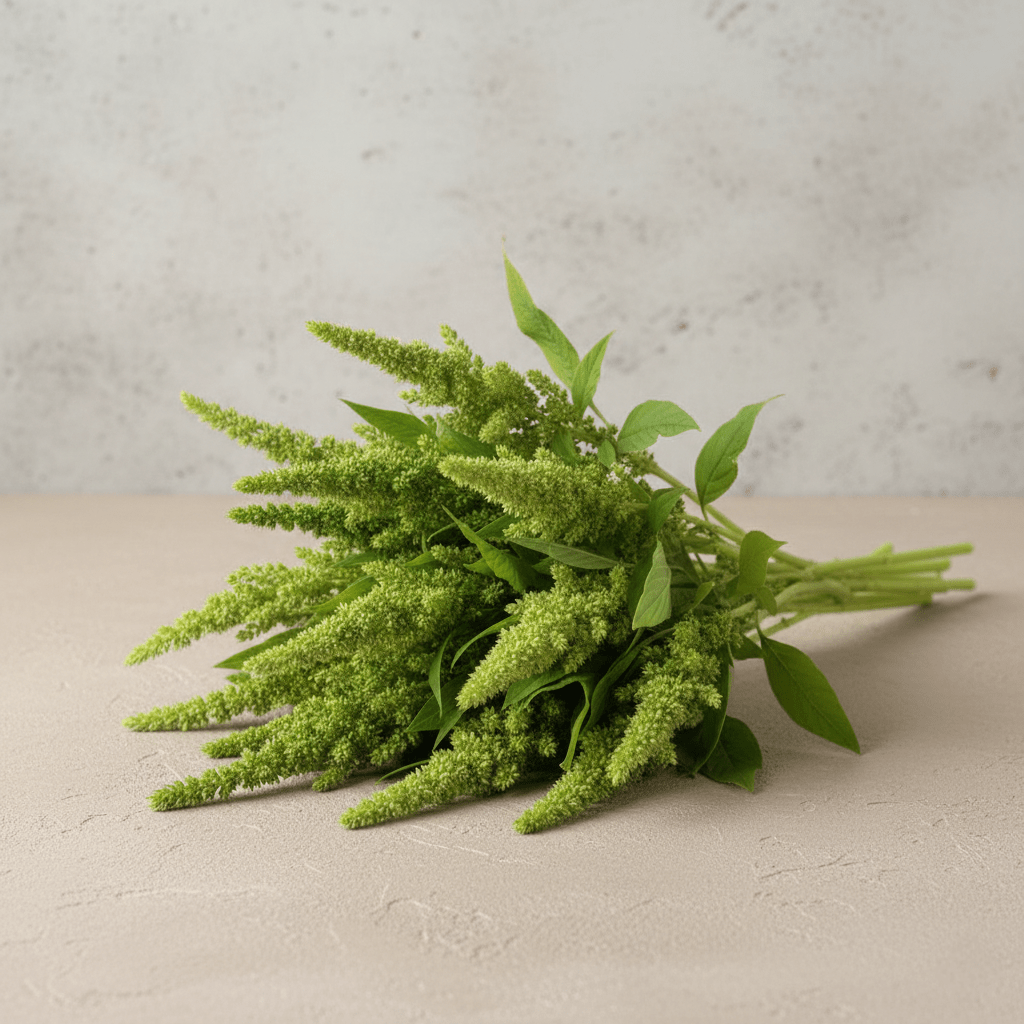 Amarant 'Green Thumb' – Fröer för snittblomsodling
