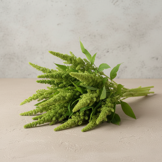 Amarant 'Green Thumb'