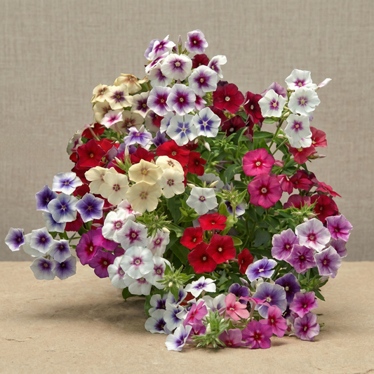 Sommarflox 'Tapestry Mix'