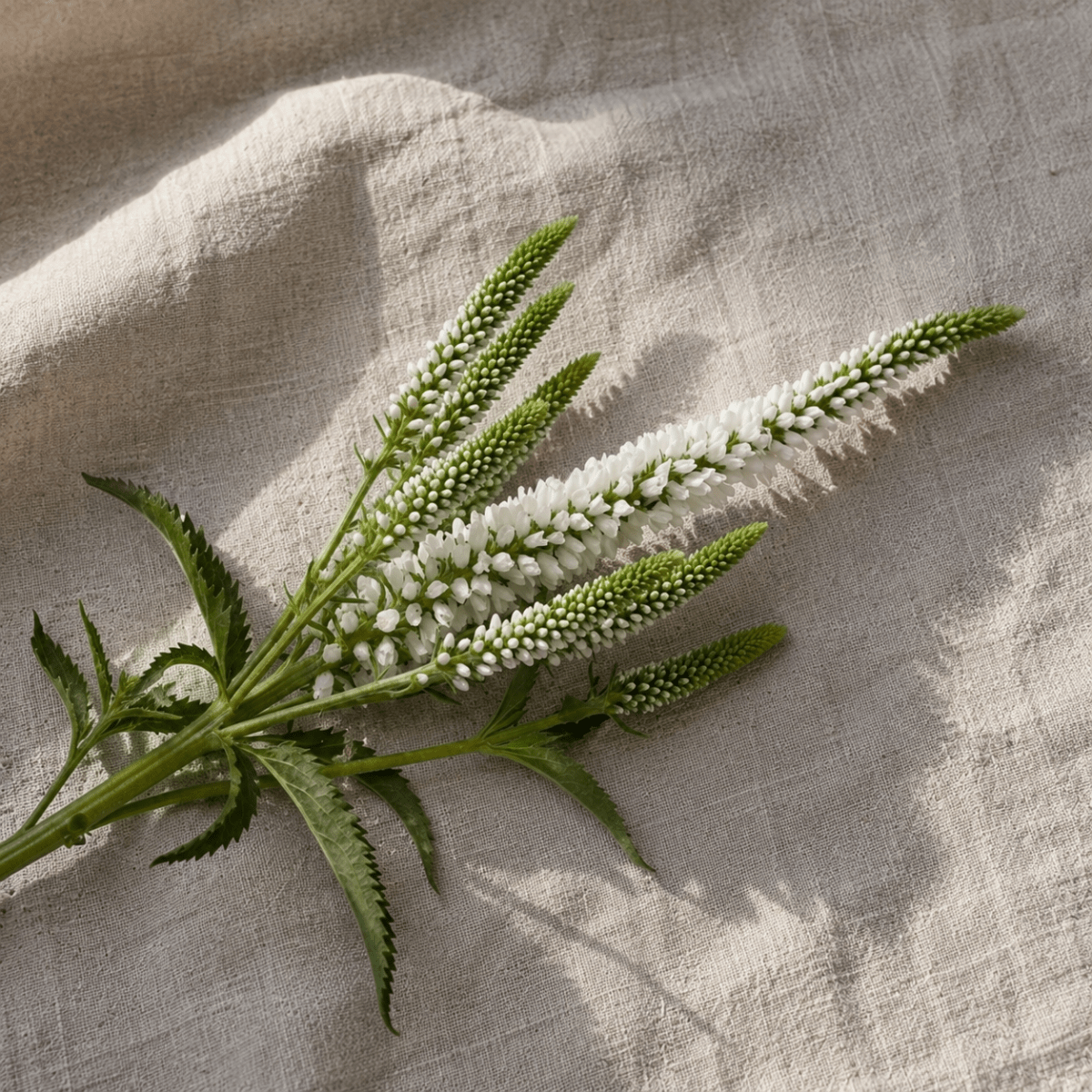 Axveronika 'Alba' – Fröer för snittblomsodling