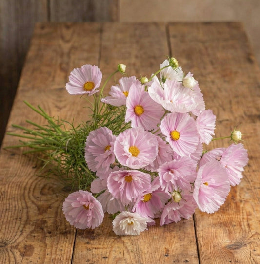 Rosenskära 'Cupcake Blush'