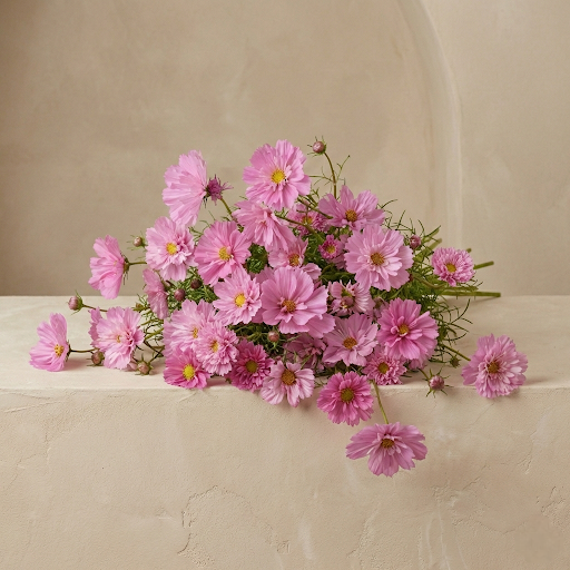 Rosenskära 'Double Click Rose Bonbon'