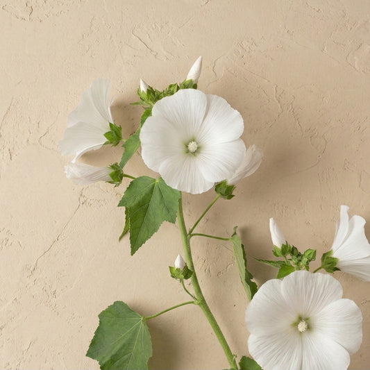 Sommarmalva 'Mont Blanc'