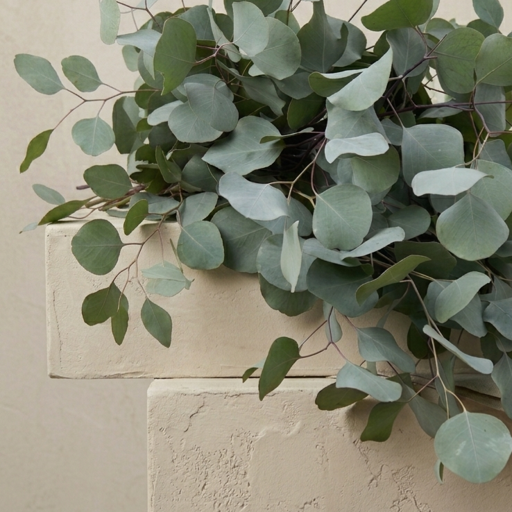 Eukalyptus 'Silver Plate' – Stor pluggplanta – färdig att plantera ut för snittodling | Snittblomsfolk