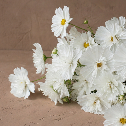 Rosenskära 'Fizzy White'