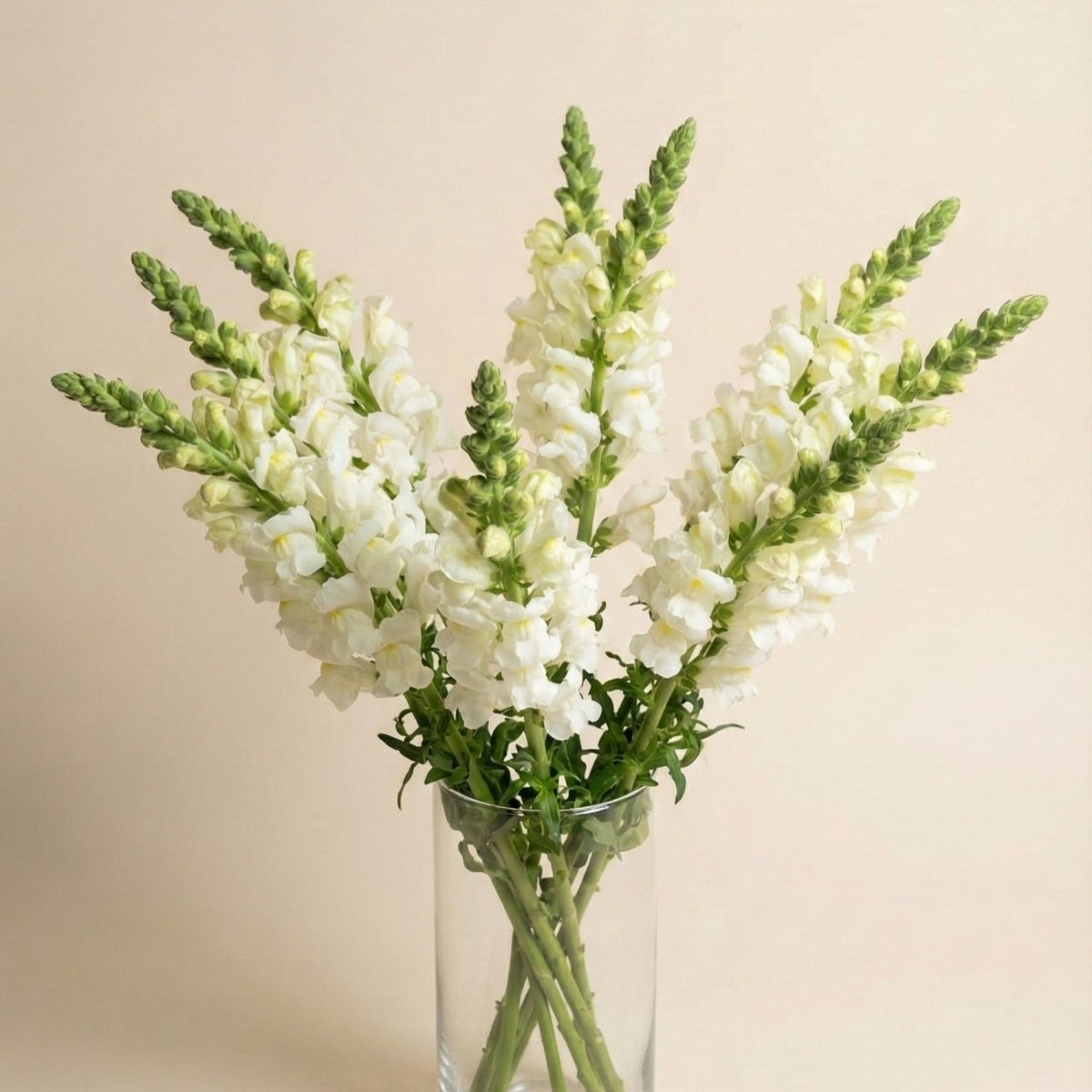 Lejongap 'Potomac Ivory White' – Fröer för snittblomsodling