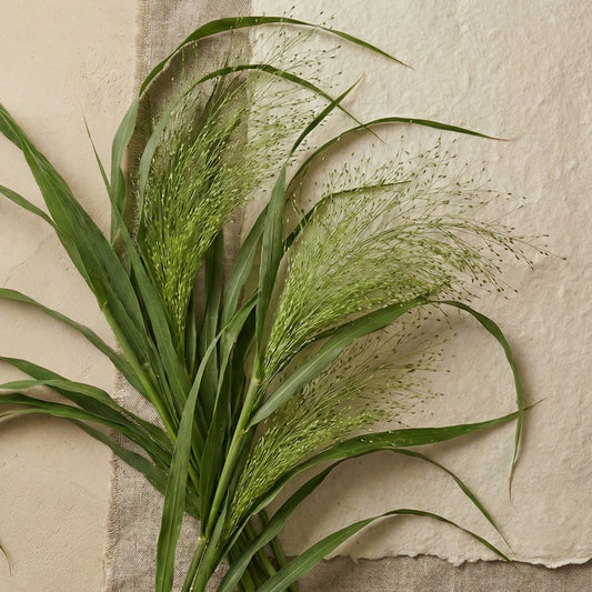 Fontängräs 'Sprinkles/Fountain' Grönt