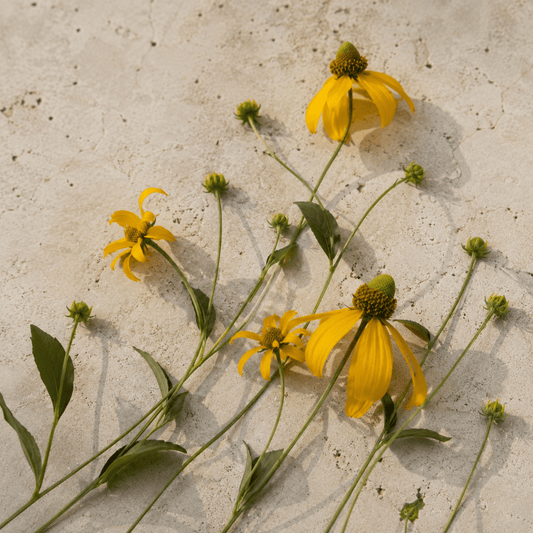 Höstrudbeckia – Fröer för snittblomsodling