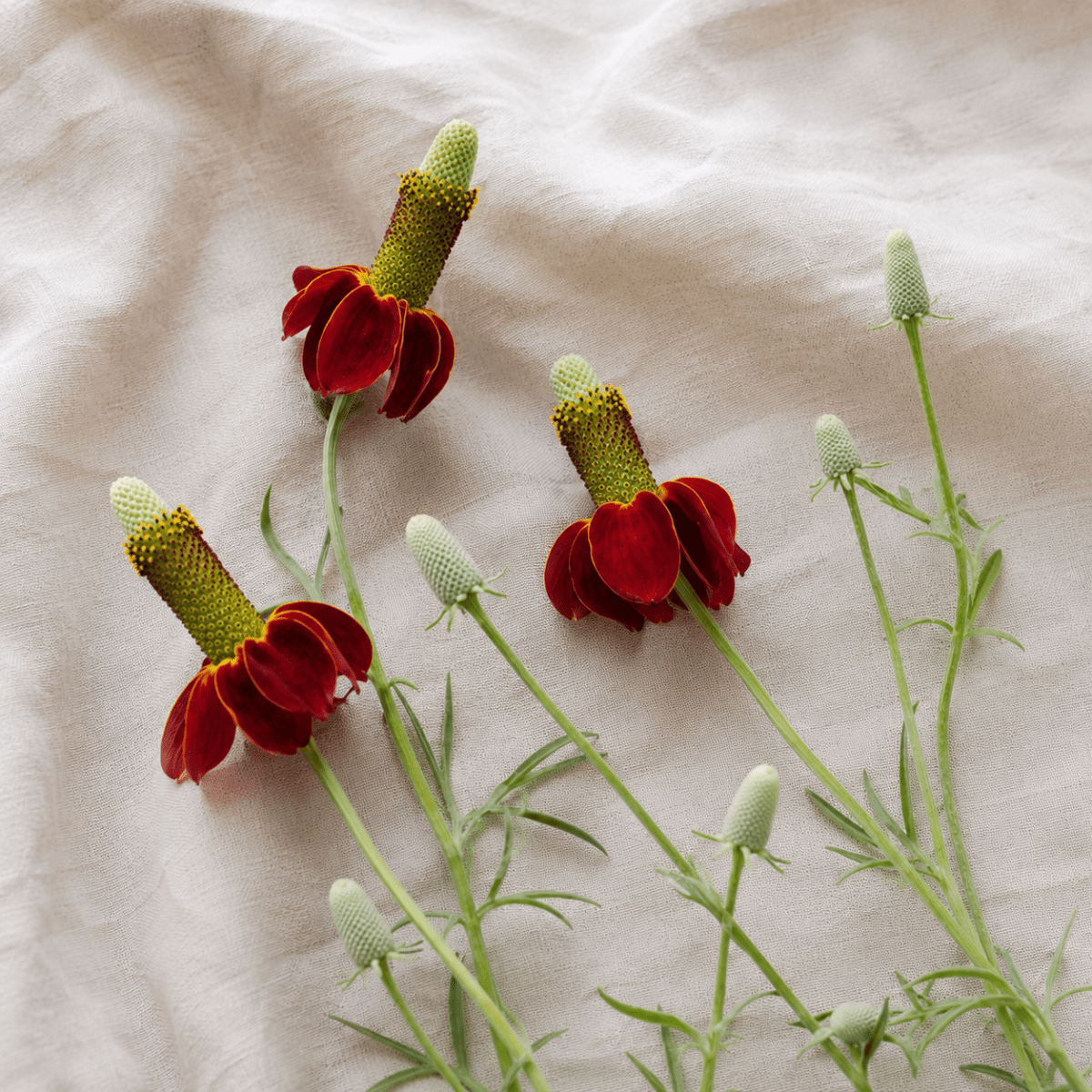 Mexikohatt – Fröer för snittblomsodling