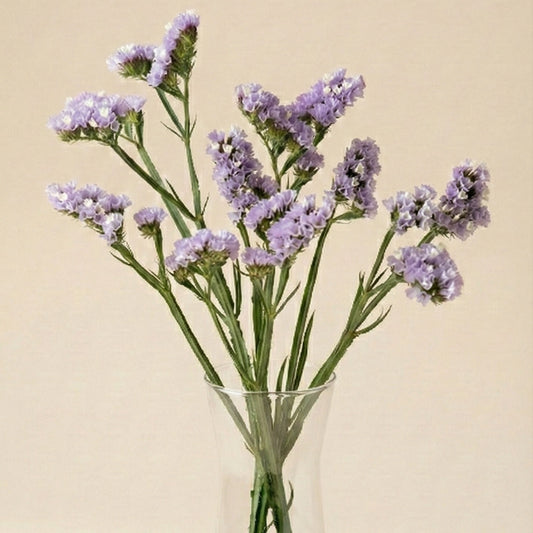 Risp 'QIS Lavender'