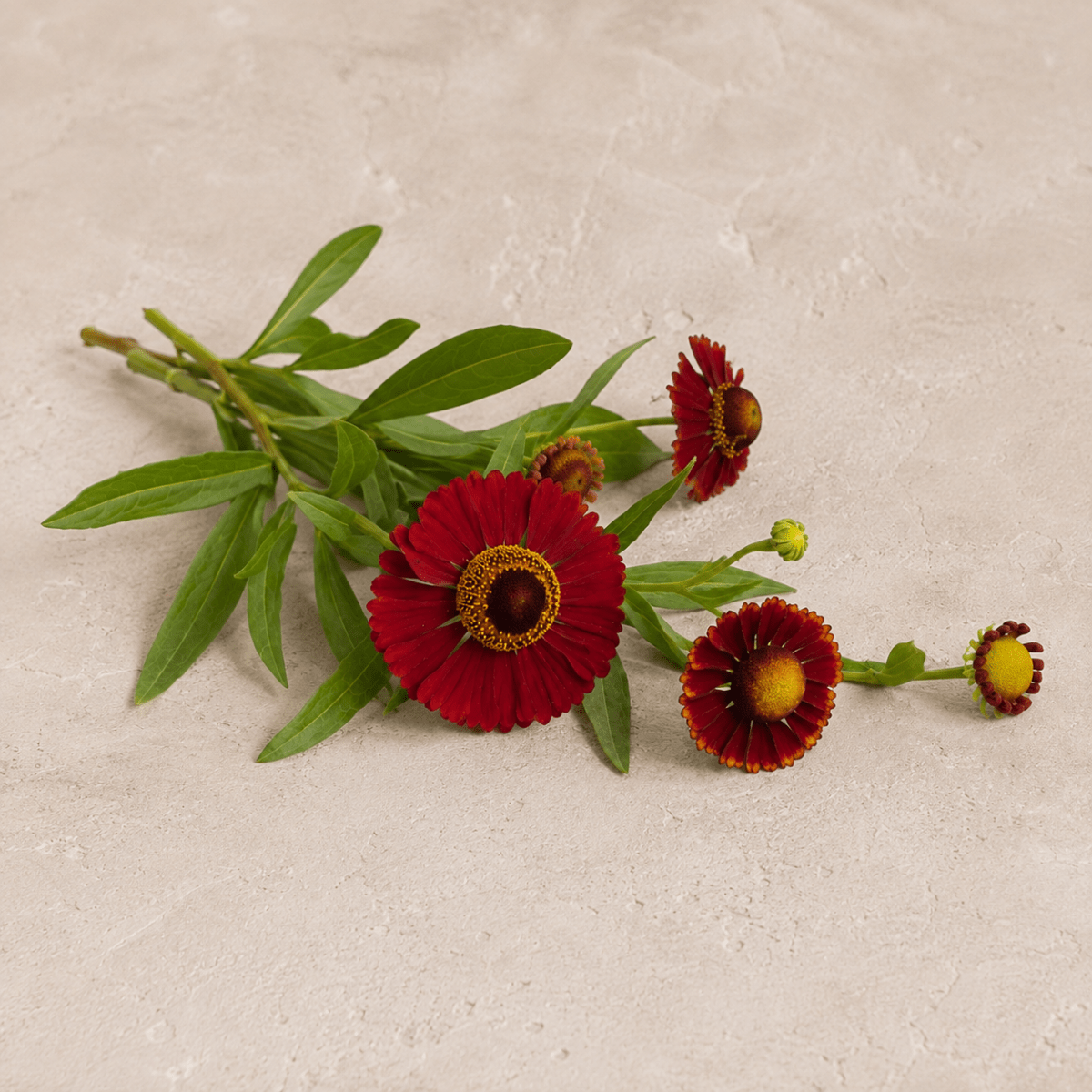 Solbrud 'Helena Red Shades' – Fröer för snittblomsodling