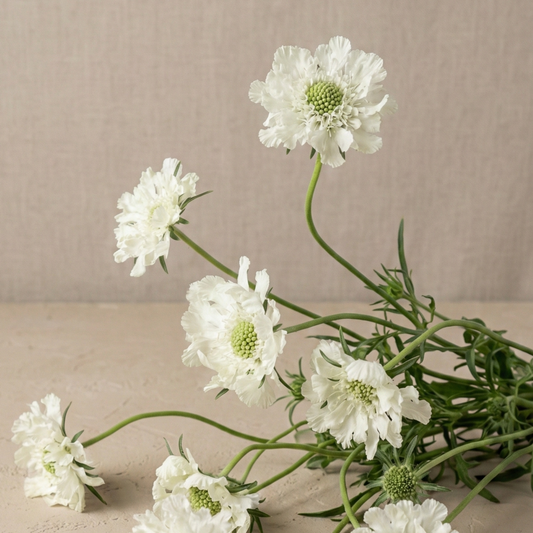 Höstvädd 'Perfecta Alba'