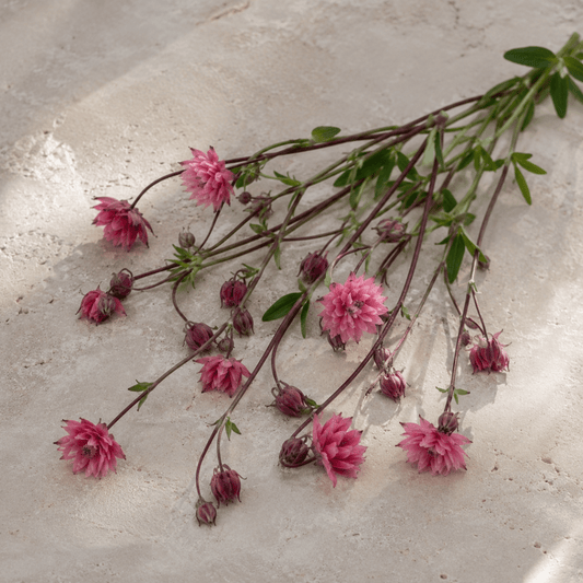 Akleja 'Rose Barlow' – Fröer för snittblomsodling