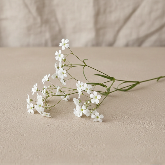 Sommarslöja 'Covent Garden' (Rijnsburg Glory)