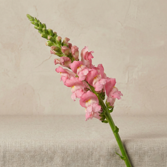 Lejongap 'Avignon Cherry Rose II F1'