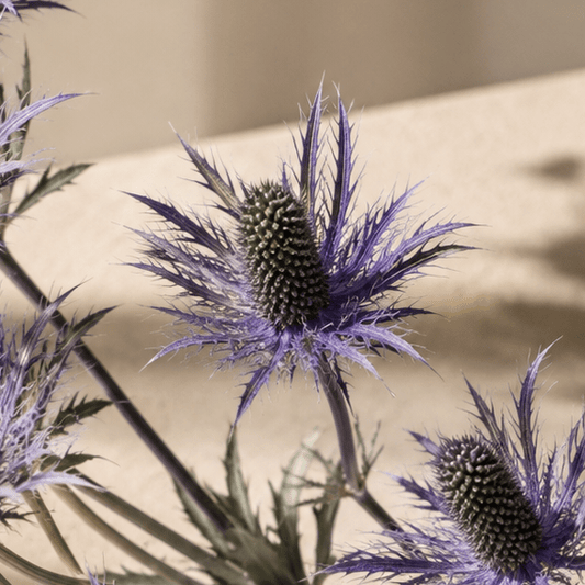 Alpmartorn 'Blue Star®' – Fröer för snittblomsodling